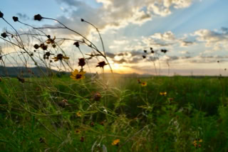 Wild flowers at the Wichita Mountains